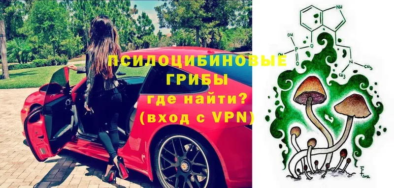 Псилоцибиновые грибы Psilocybe  Муром 